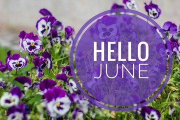 Banner hello june. Text on the photo. Text hello June. New month. New season. Summer month. Text on a photo of flowers. Flowers and plants. © alenka2194