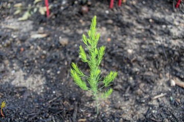 young asparagus plant in soil