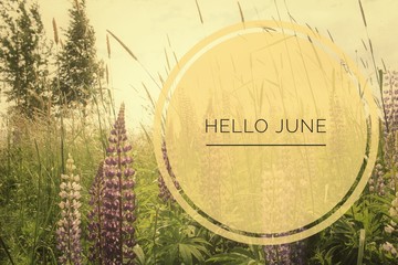 Banner hello june. Text on the photo. Text hello June. New month. New season. Summer month. Text on a photo of flowers. Flowers and plants.