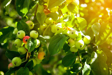 Apples hanging from a tree branch in an apple orchard