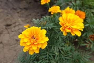 Amber yellow flower heads of Tagetes patula in summer