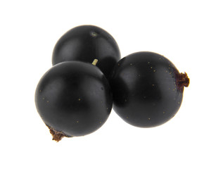 black currant isolated on white background