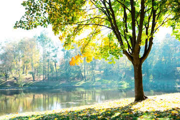 Autumn trees with multicolored leaves with view to the lake. Sunlight from maple foliage in sunny day.