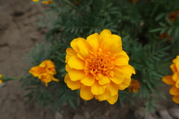 Closeup of orange flower head of Tagetes patula