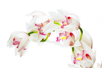 colorful cymbidium flower with white background. - obrazy, fototapety, plakaty