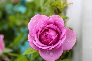 pink rose in the garden