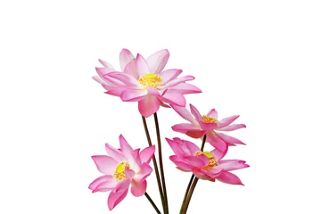 Foto op Plexiglas  blooming lotus flower isolated on white background © sakhorn38