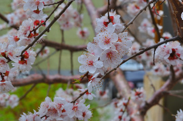 Apricot blossom in the garden