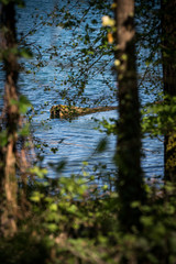 Alter Baum im Wasser