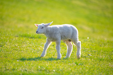 Obraz premium Little lamb