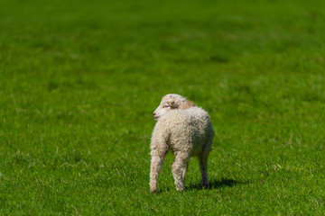 Obraz premium Little lamb