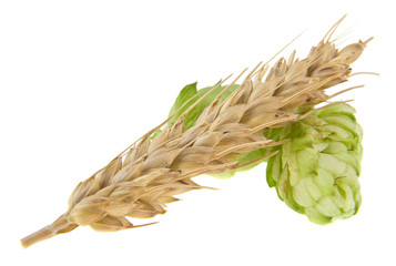hops and spikelet isolated on white background