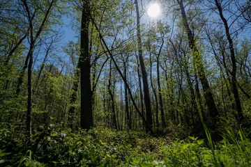 Frühllingserwachen im Wald