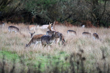 Stag in herd of deer, New Forest UK