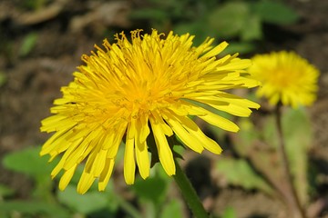  Beautiful dandelion flower in the garden, closeup