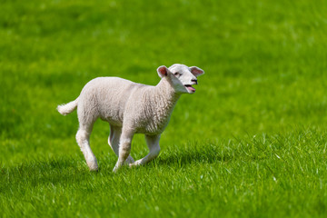 Obraz na płótnie Canvas Little lamb
