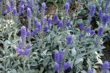 Many violet flowering spikes of Veronica incana
