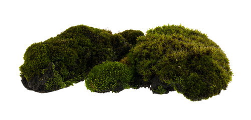 Moss isolated on white background.