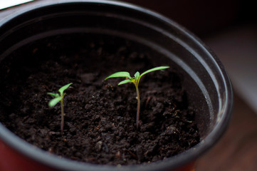 Urban Gardening, Growing Vegetables at Home, Tomato Baby Plants