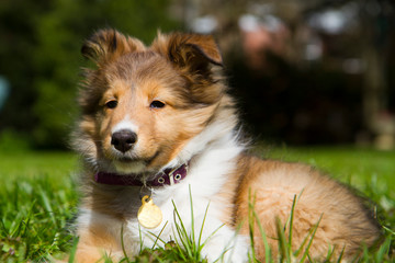 Sheltie Puppy