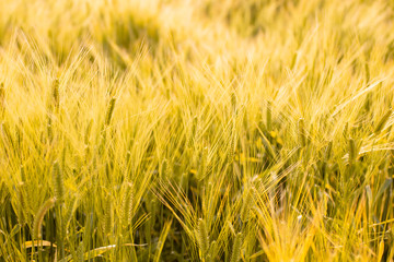 夕日に照らされる麦畑