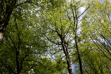 Tree tops UK Wood