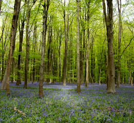 Bluebell wood, UK