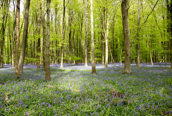 Bluebell wood, UK