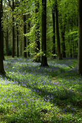 Bluebell wood, UK