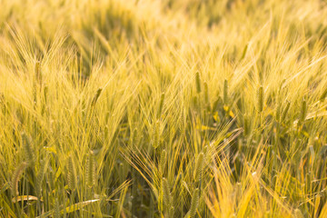 夕日に照らされる麦畑