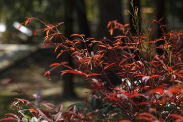 red leaves of a bush in the sun
