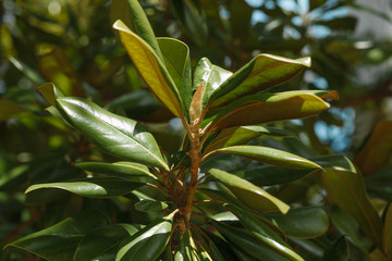 magnolia buds in the sun