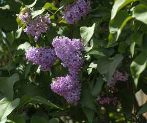lilac flowers in green leaves