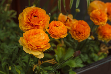lush orange flowers in the park