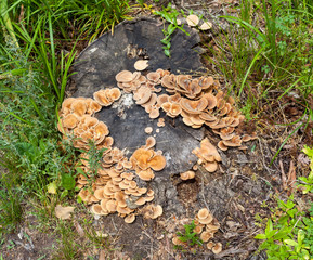 Wild mushrooms growing on forest tree stump.