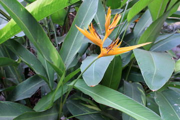 paradise birds in laos