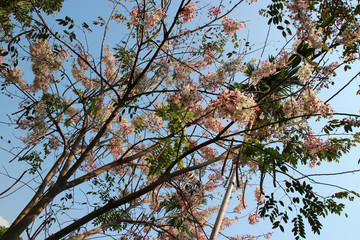 blooming tree in laos