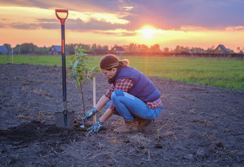 a young woman planting an Apple tree in the garden near the house . planting seedlings of fruit trees in the spring