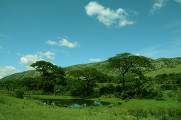Fototapeta na wymiar Cerrado