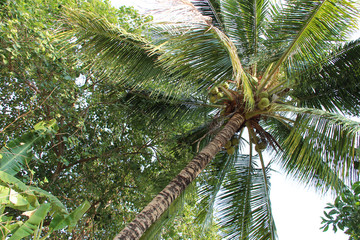 Obraz na płótnie Canvas coconut tree in laos