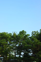 Fototapeta na wymiar 青空と緑の葉