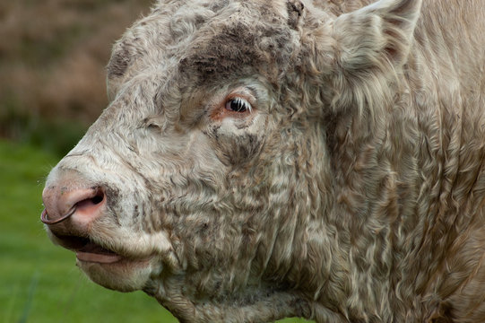 Close-up photograph of the head of a charolois bull in a field