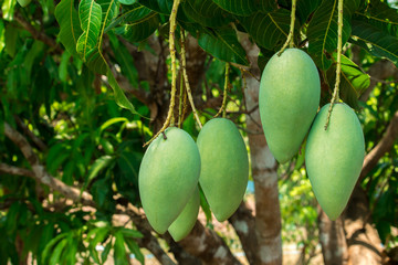 Green mango is on the tree in Thailand.