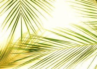 tropical green palm leaves pattern . Plant abstract background. flat lay, top view.copy space