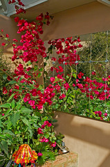 An exotic and colourful conservatory with flowering bougainvillea