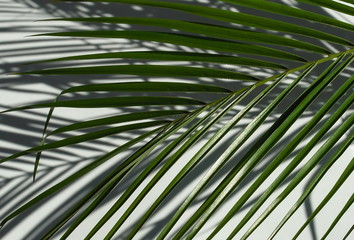 tropical green palm leaves pattern and shadows . Plant abstract background. flat lay, top view.copy space
