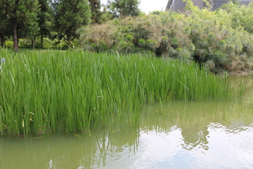 View of water swamp in Kunming
