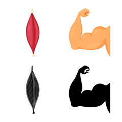 Vector illustration of fiber and muscular sign. Set of fiber and body  vector icon for stock.
