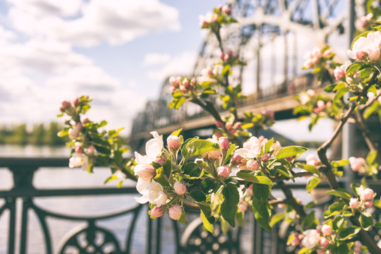 Apple tree blooms on the embankment in Riga