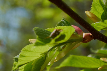 nature spring flowering trees foliage green sun